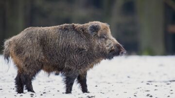 Dziki szaleją na sopockim Cmentarzu Katolickim powodując ogromne zniszczenia