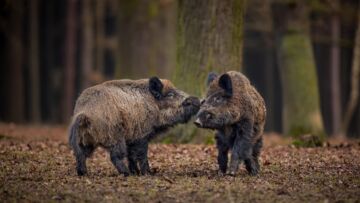 Weterynarz uśpił dzika w parku Centralnym Gdyni: Prezydent miasta wyraża sprzeciw